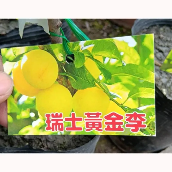 瑞士黃金李