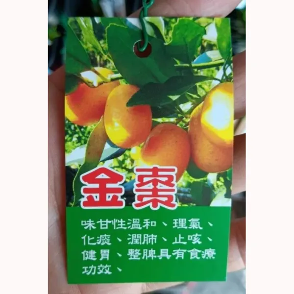 金棗
