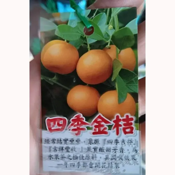 金桔