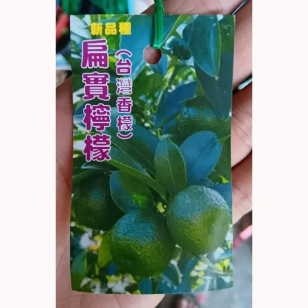 無刺台灣香檬(扁實檸檬)
