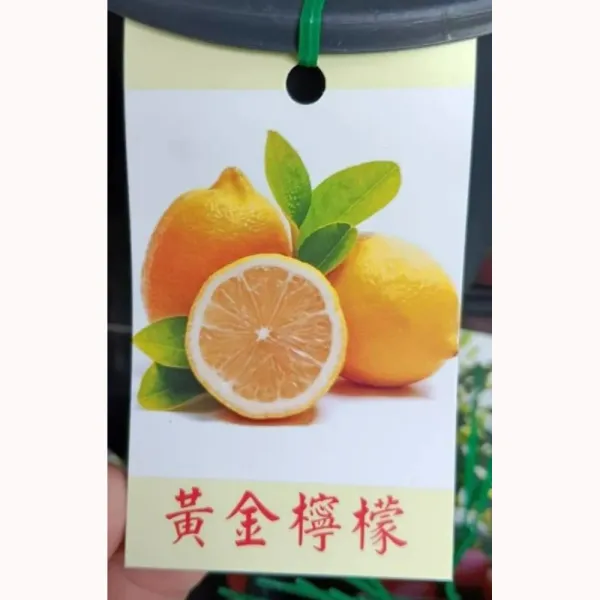 黃金檸檬