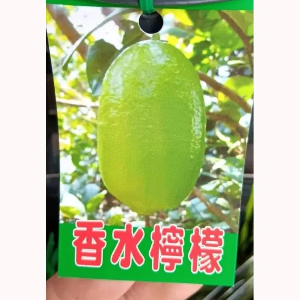 香水檸檬