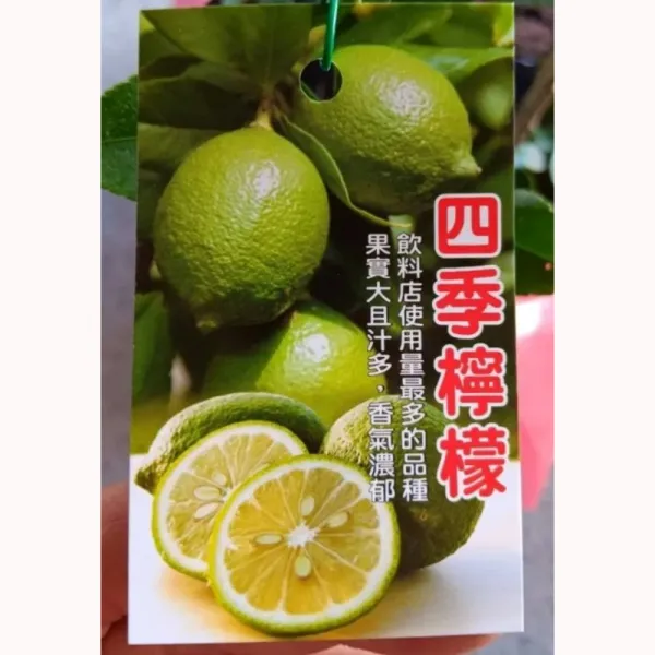 四季檸檬