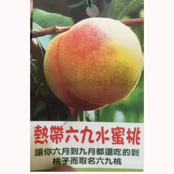 六九桃