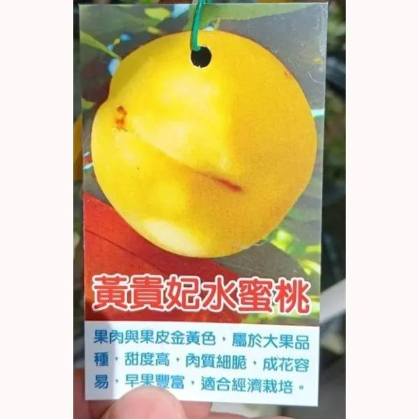 黃貴妃水蜜桃