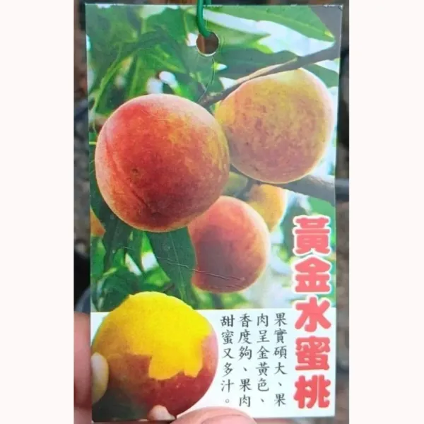 黃金水蜜桃