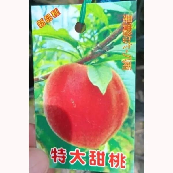 特大甜桃