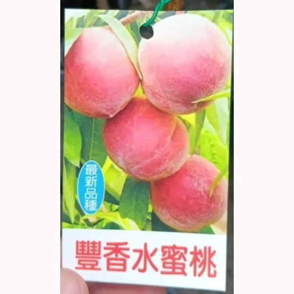 豐香水蜜桃