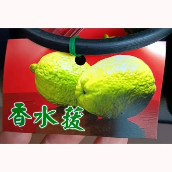 香水拔