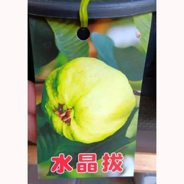 水晶拔