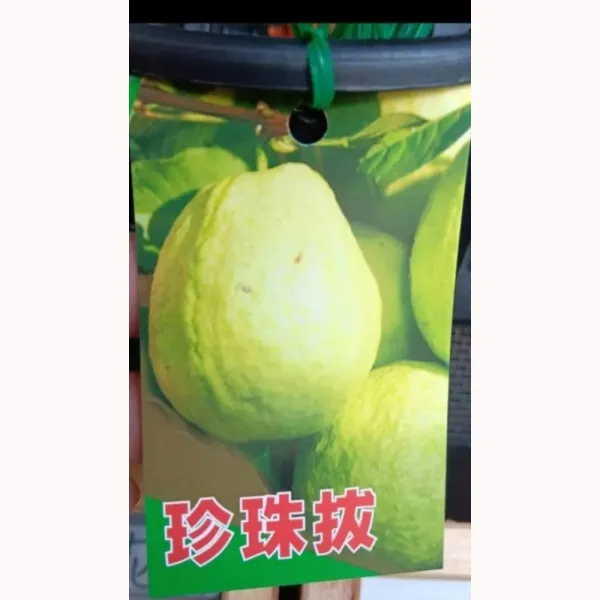 珍珠拔