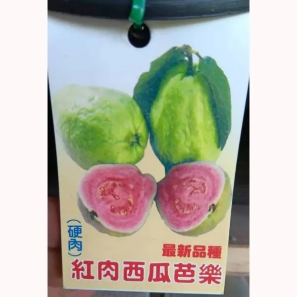 紅肉西瓜拔