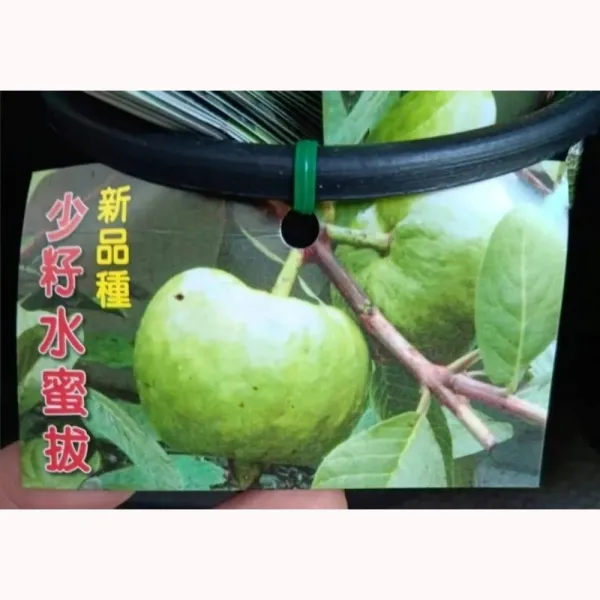 水蜜少籽拔