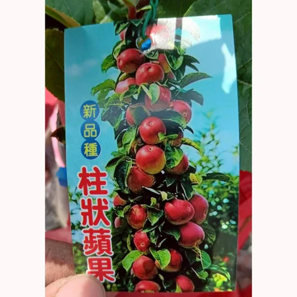 柱狀蘋果