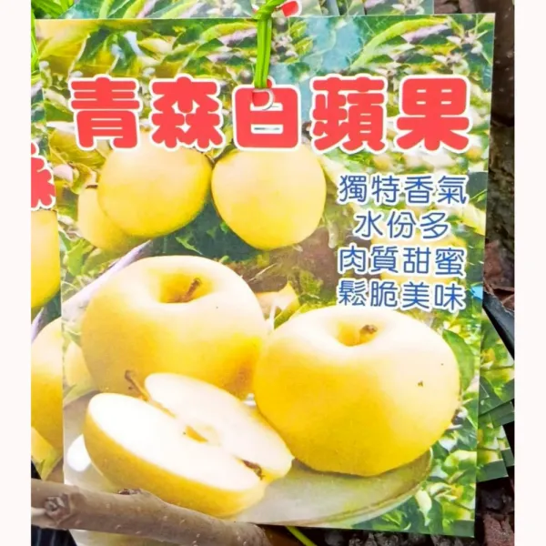青森白蘋果