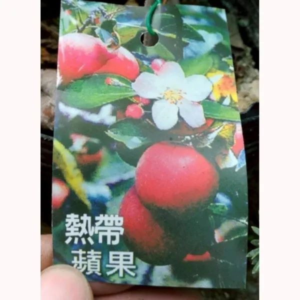 熱帶紅蘋果