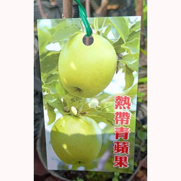 青蘋果