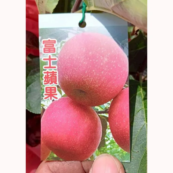 富士蘋果