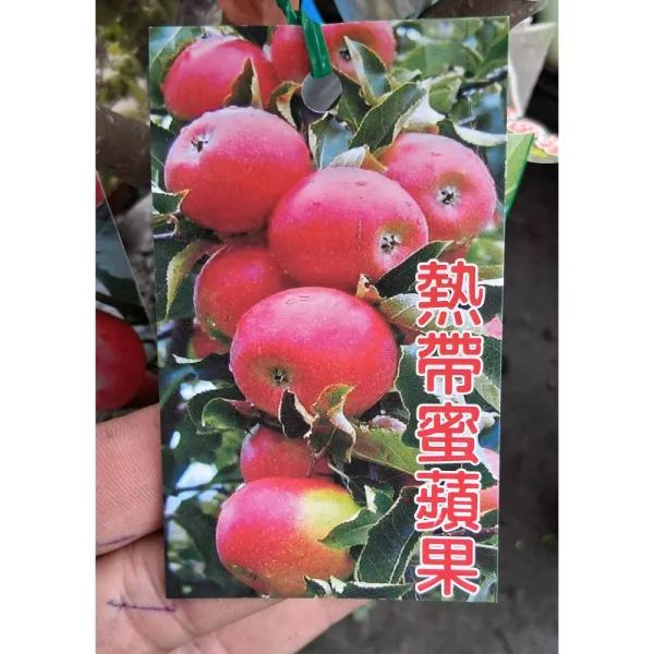 蜜蘋果