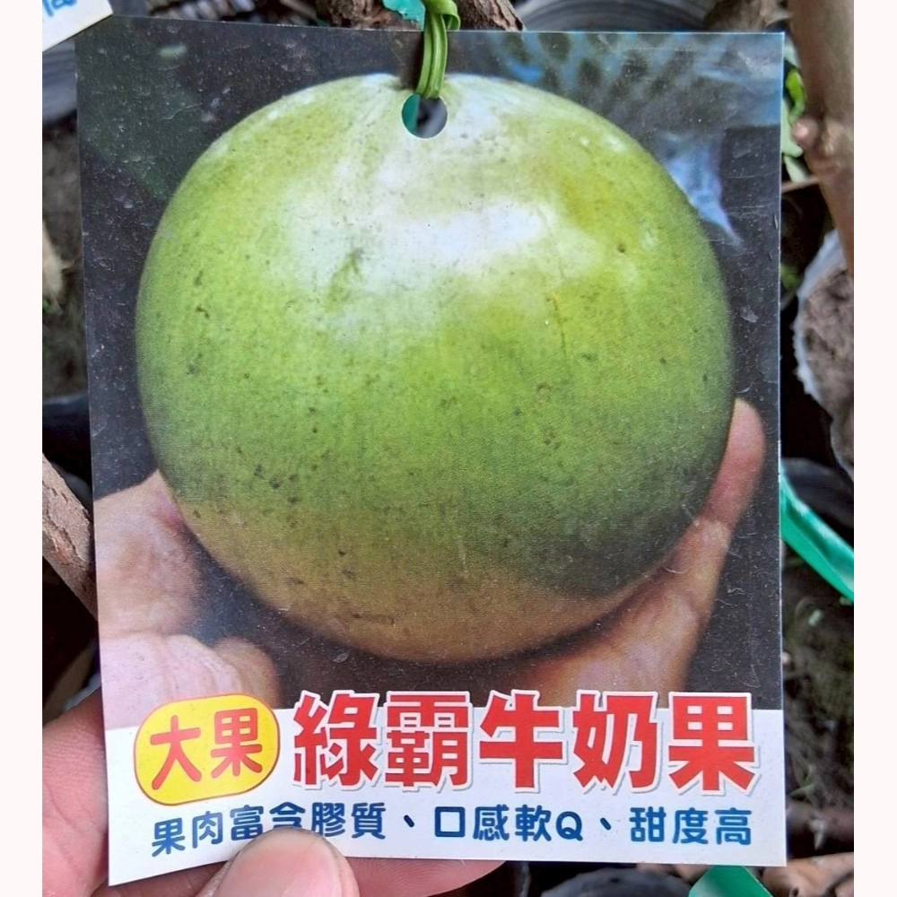 大果綠霸牛奶果