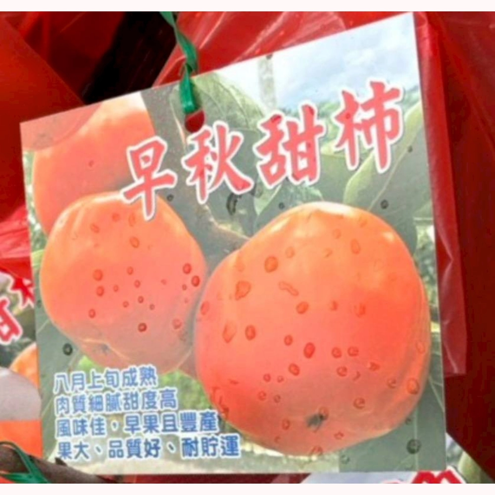 早秋甜柿