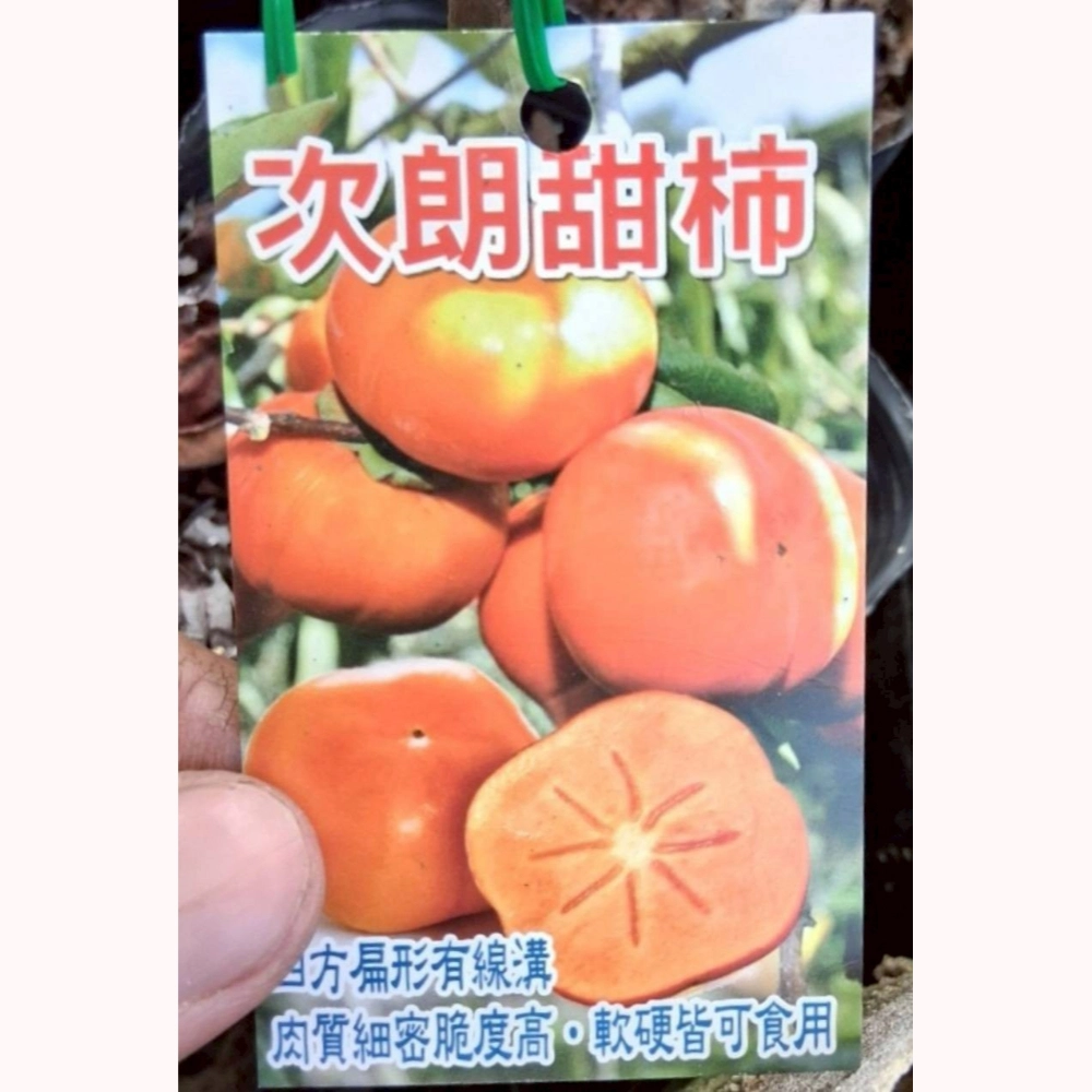 日本次郎柿