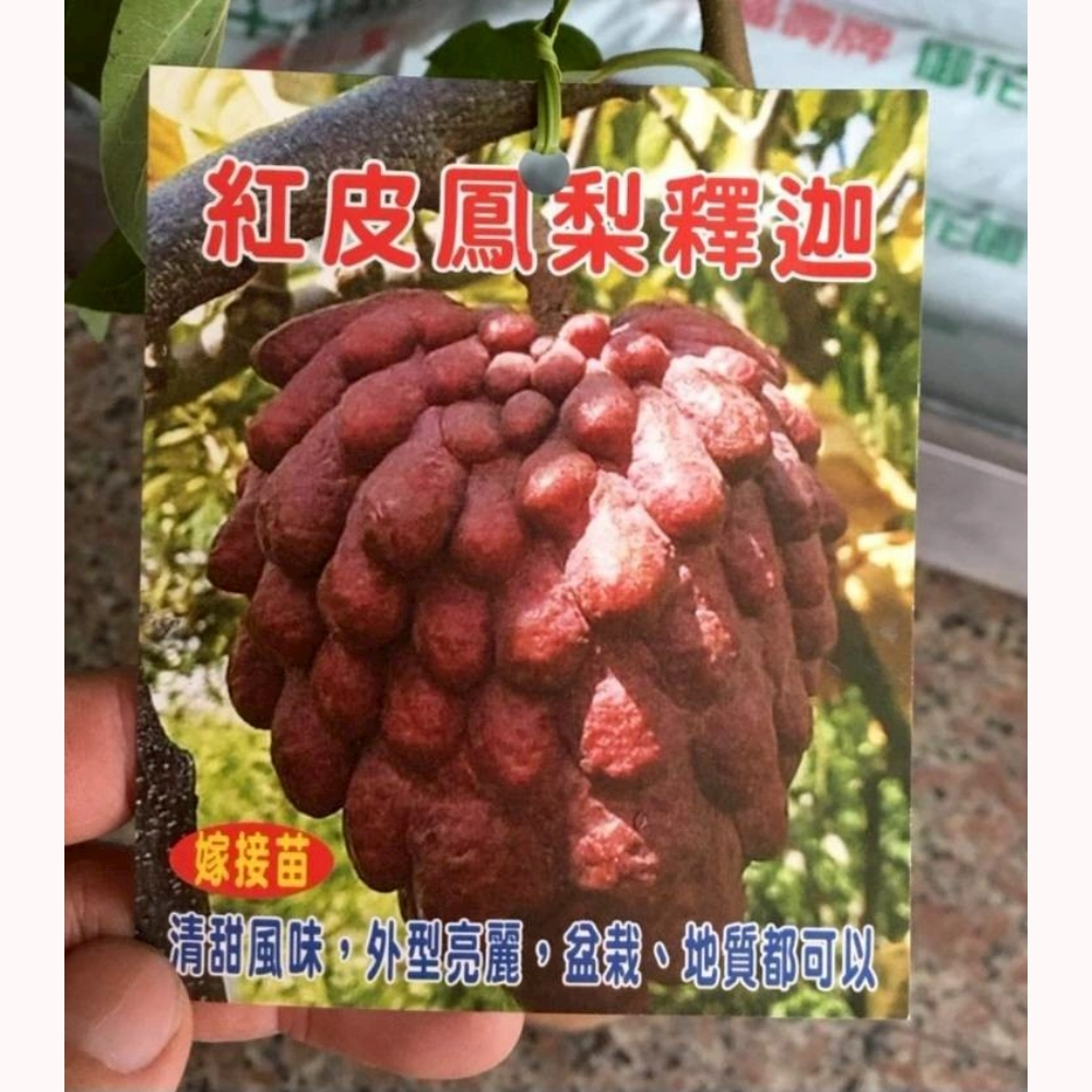 紅皮鳳梨釋迦