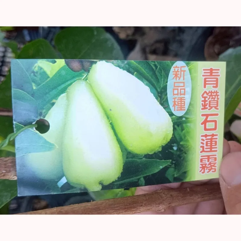 青鑽石蓮霧