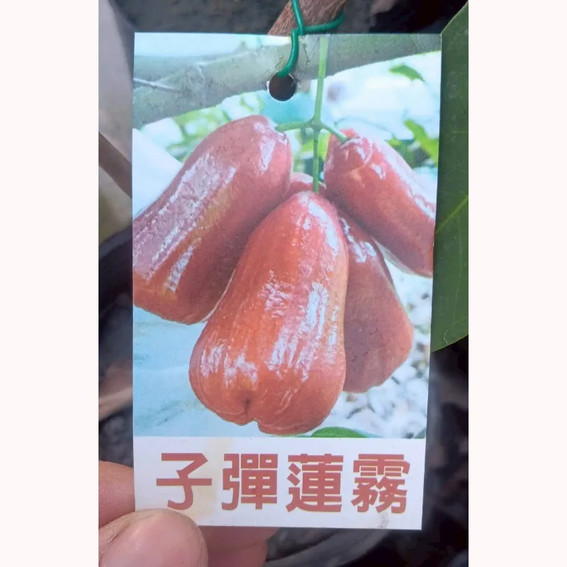 子彈蓮霧