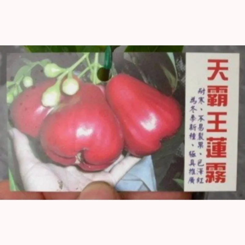 天霸王蓮霧