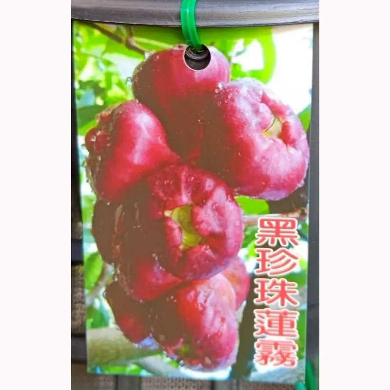 黑珍珠蓮霧