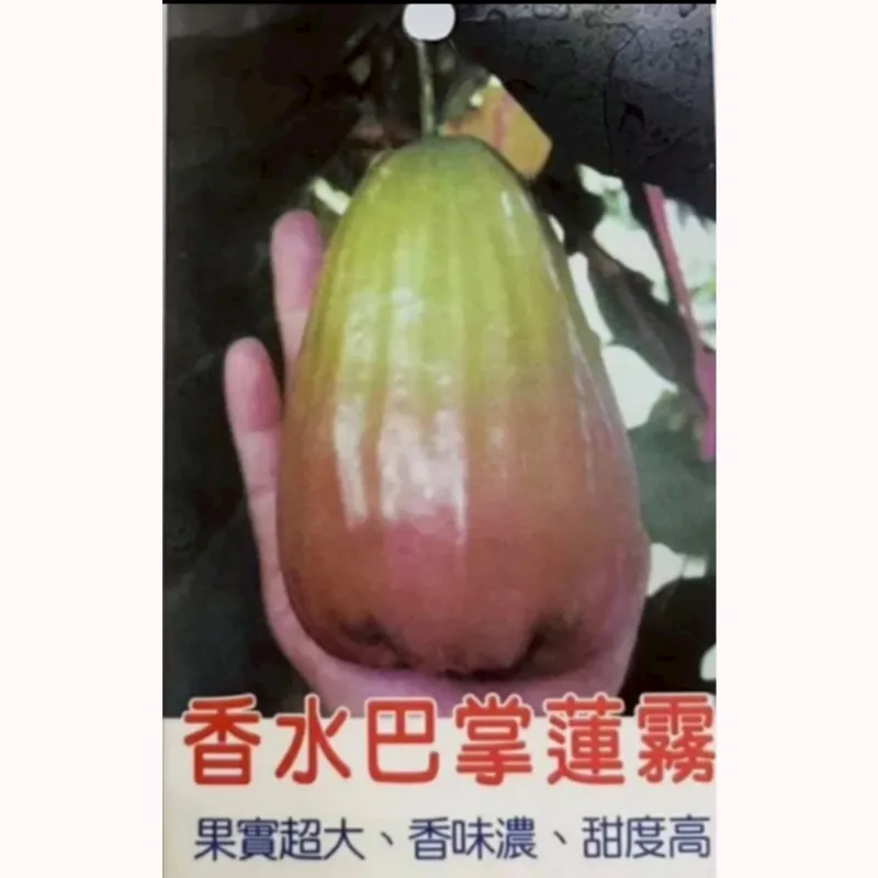 香水巴掌蓮霧