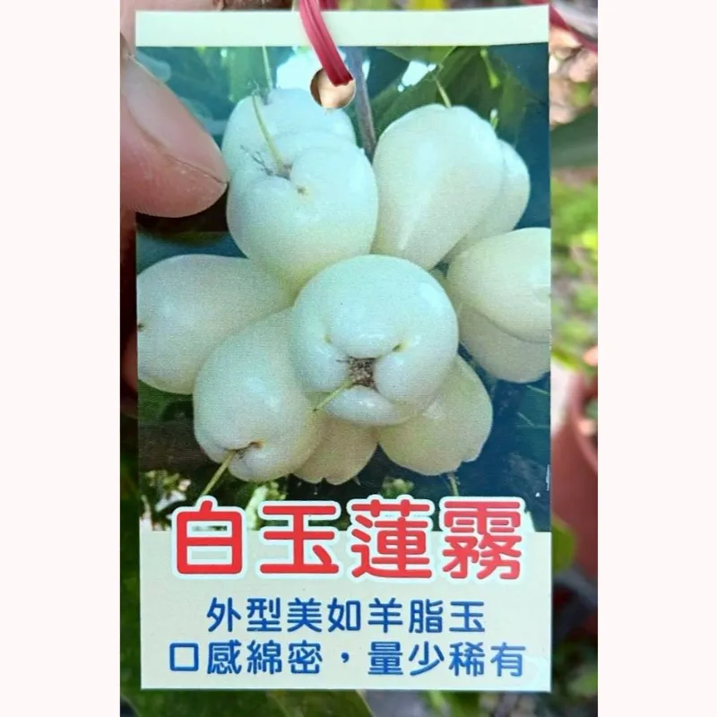 白玉蓮霧