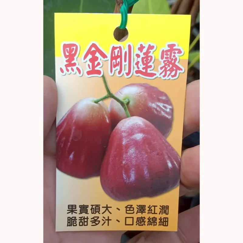 黑金剛蓮霧