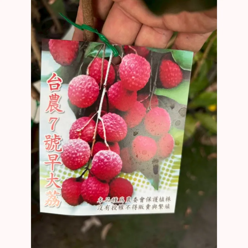台農七號荔枝