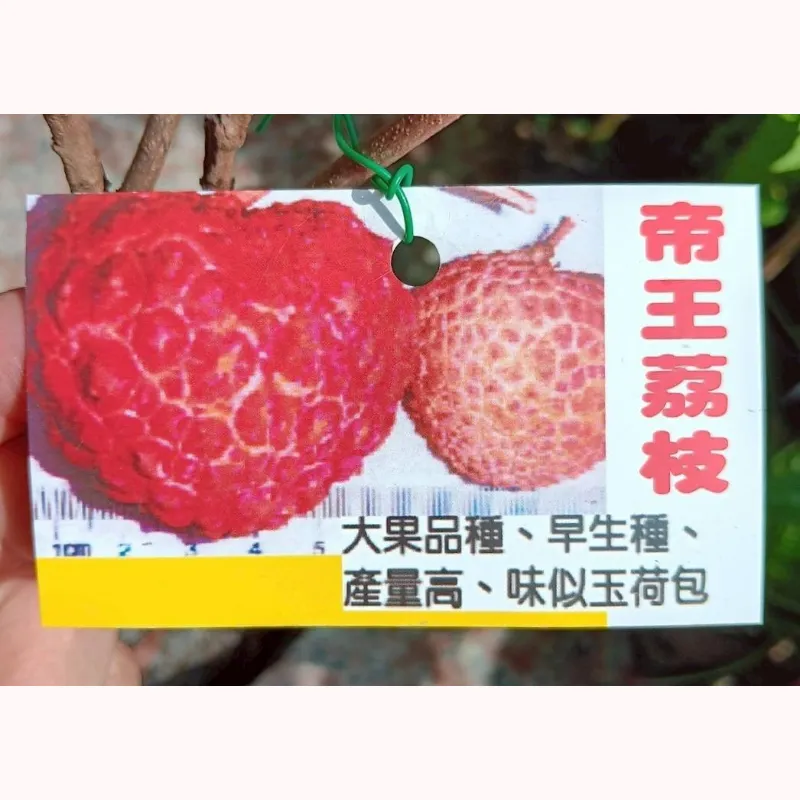 帝王荔枝
