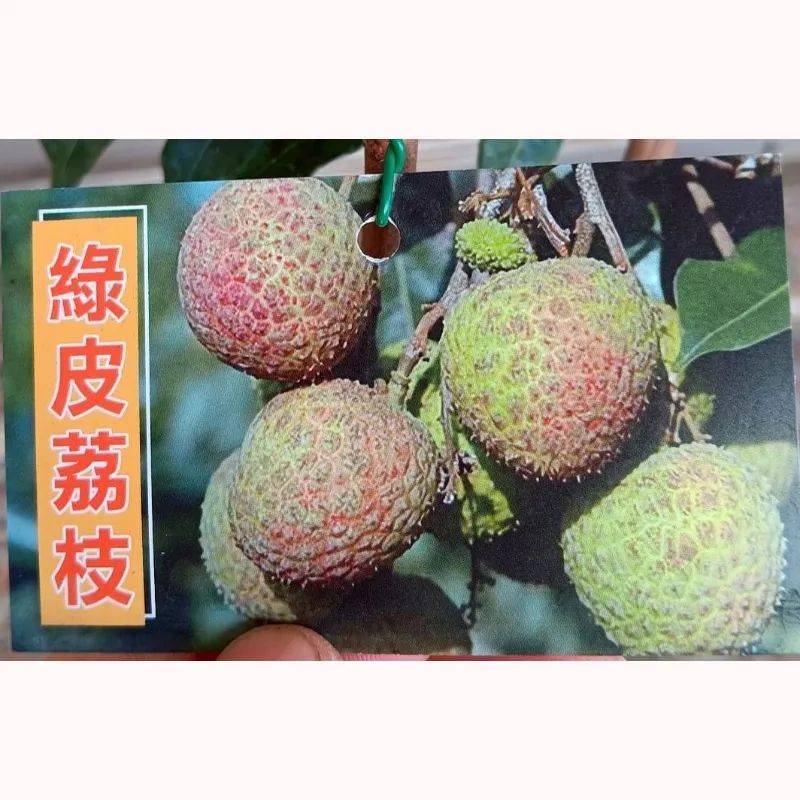 綠皮荔枝