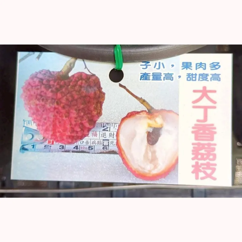 大丁香荔枝