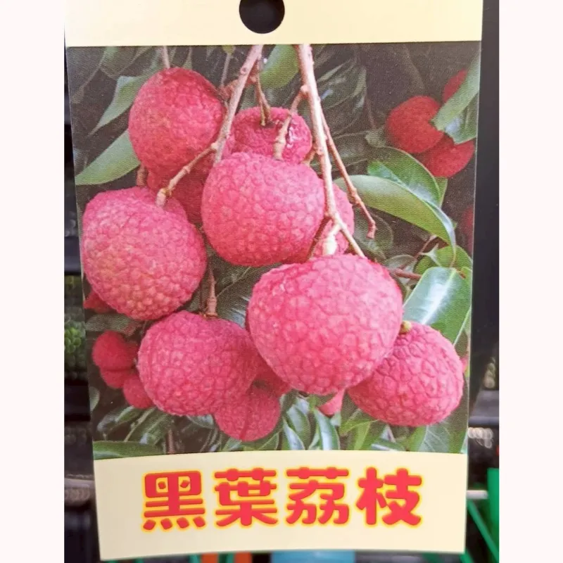 黑葉荔枝
