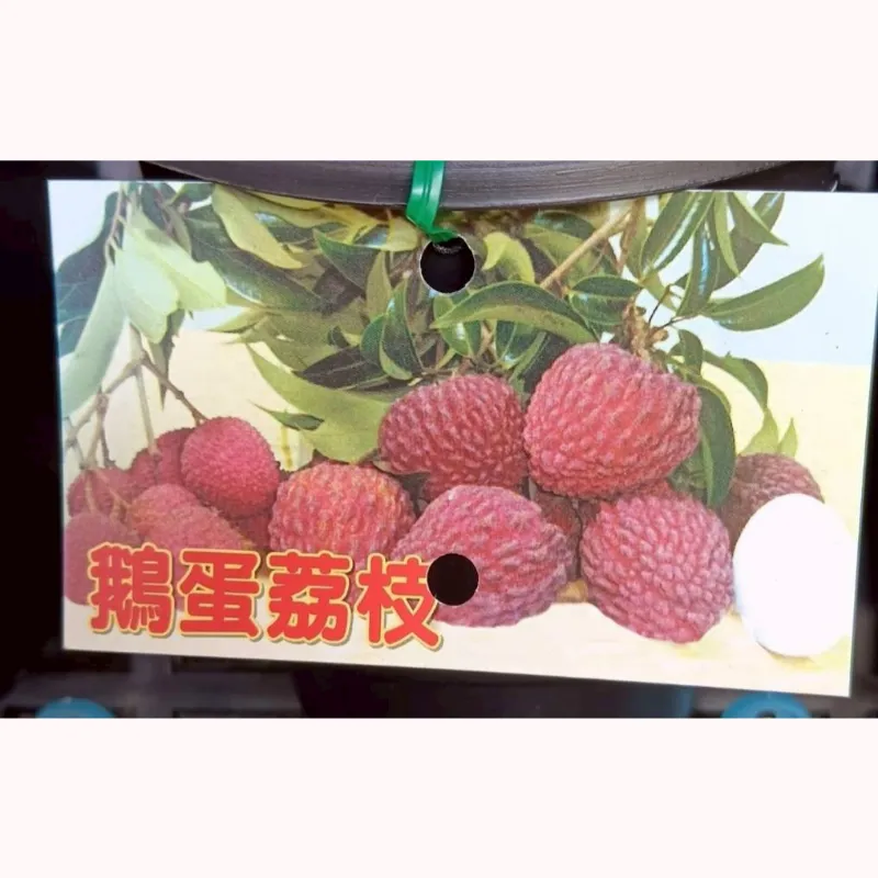 鵝蛋荔枝
