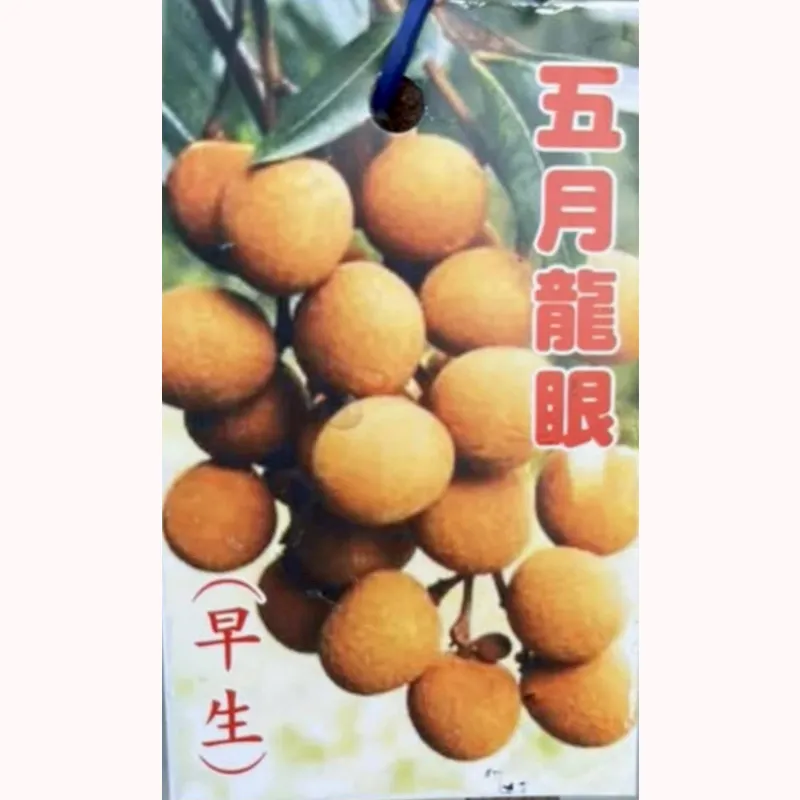五月龍眼
