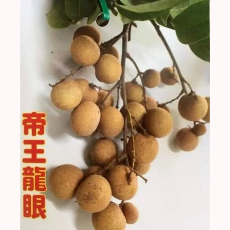 帝王龍眼