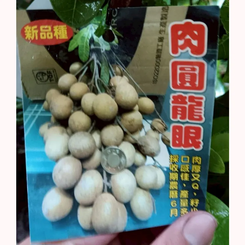 肉圓龍眼