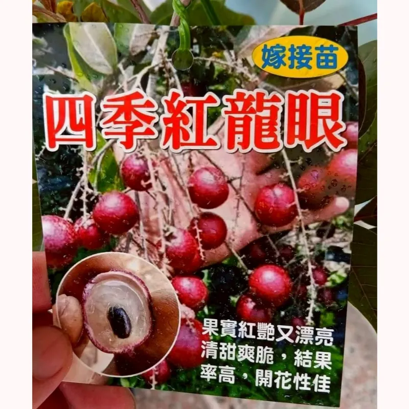 四季紅龍眼