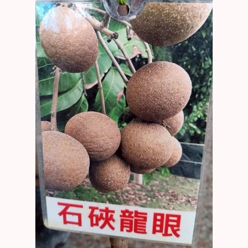石硤龍眼