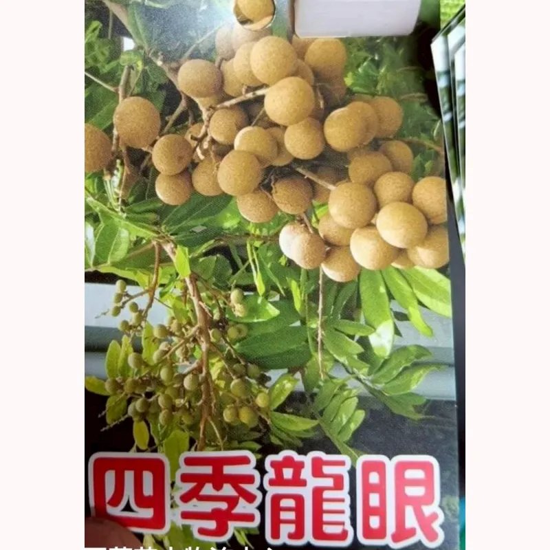 四季龍眼