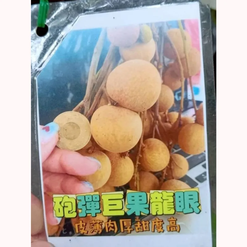 砲彈龍眼