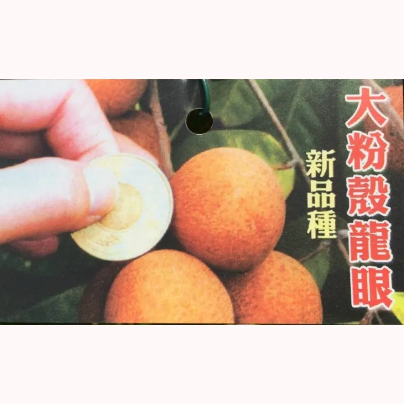 大粉殼龍眼