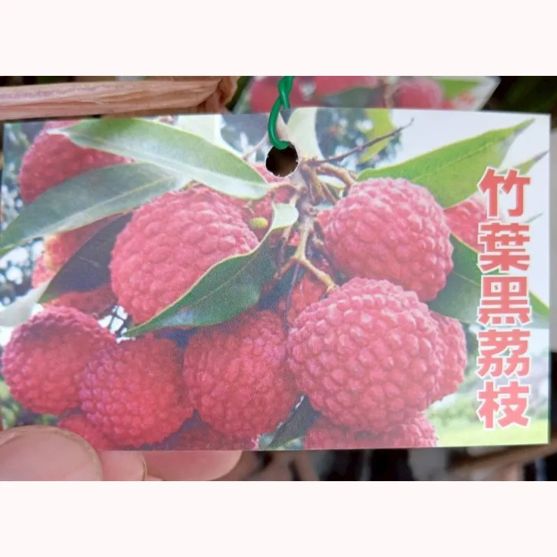 竹葉黑荔枝