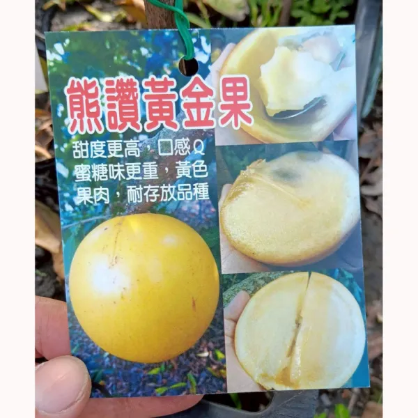 熊讚黃金果